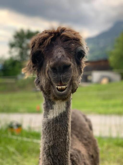 Jurte Beim Lama- & Alpakahof Triesenberg Hotel Kültér fotó