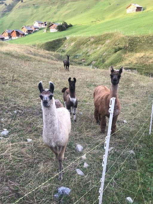 Jurte Beim Lama- & Alpakahof Triesenberg Hotel Kültér fotó