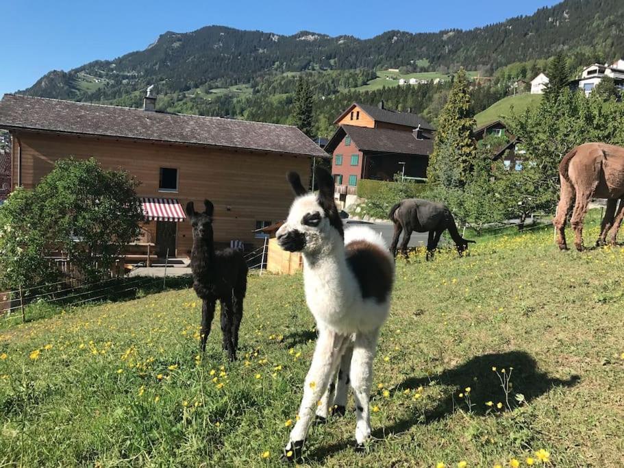 Jurte Beim Lama- & Alpakahof Triesenberg Hotel Kültér fotó