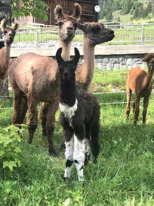 Jurte Beim Lama- & Alpakahof Triesenberg Hotel Kültér fotó