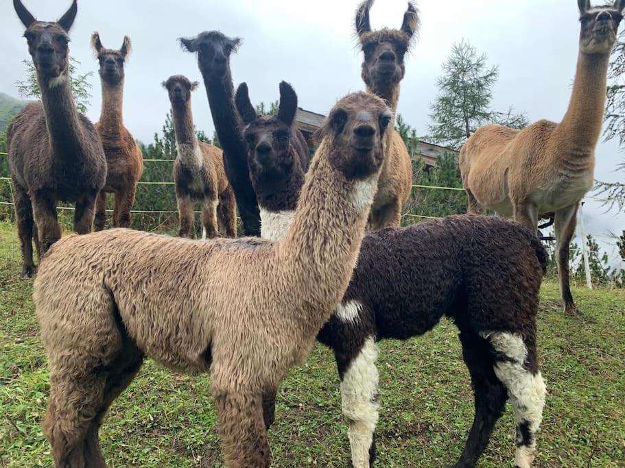 Jurte Beim Lama- & Alpakahof Triesenberg Hotel Kültér fotó