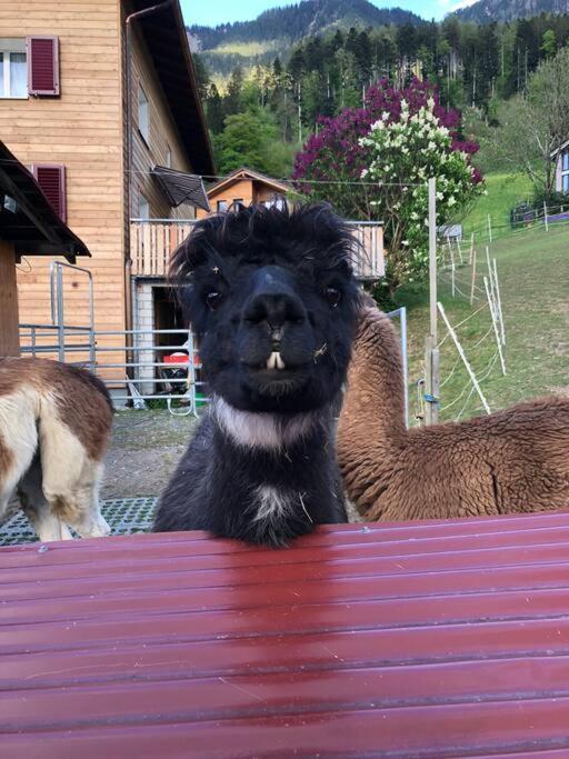 Jurte Beim Lama- & Alpakahof Triesenberg Hotel Kültér fotó