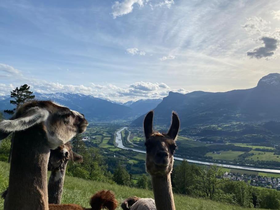 Jurte Beim Lama- & Alpakahof Triesenberg Hotel Kültér fotó